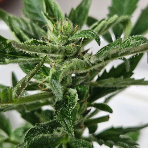 3x Apple Fritter Auto (RQS) growlog photo: Kiffany