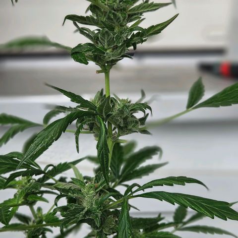 3x Apple Fritter Auto (RQS) growlog photo: Kiffany