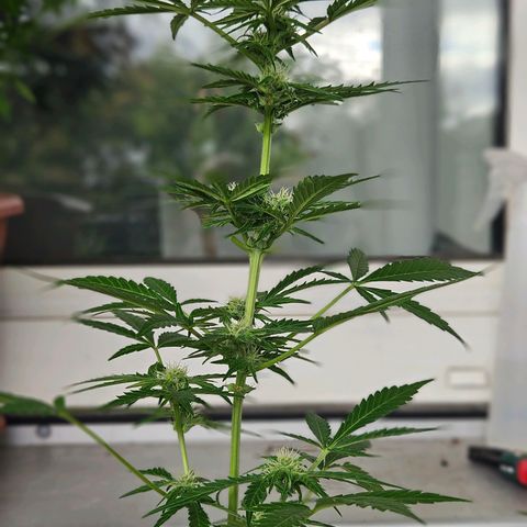 3x Apple Fritter Auto (RQS) growlog photo: Hanfred