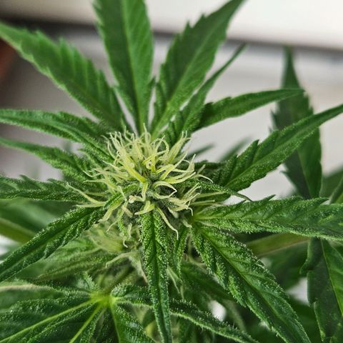 3x Apple Fritter Auto (RQS) growlog photo: Hanfred