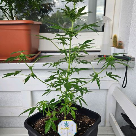3x Apple Fritter Auto (RQS) growlog photo: Hanfred