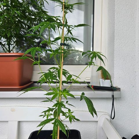 3x Apple Fritter Auto (RQS) growlog photo: Lars-Jochen