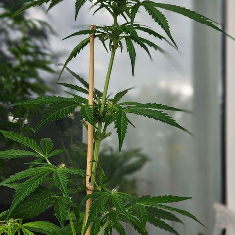 3x Apple Fritter Auto (RQS) growlog photo: Lars-Jochen