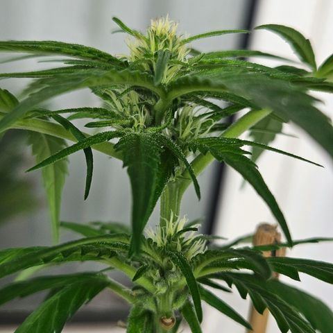 3x Apple Fritter Auto (RQS) growlog photo: Lars-Jochen