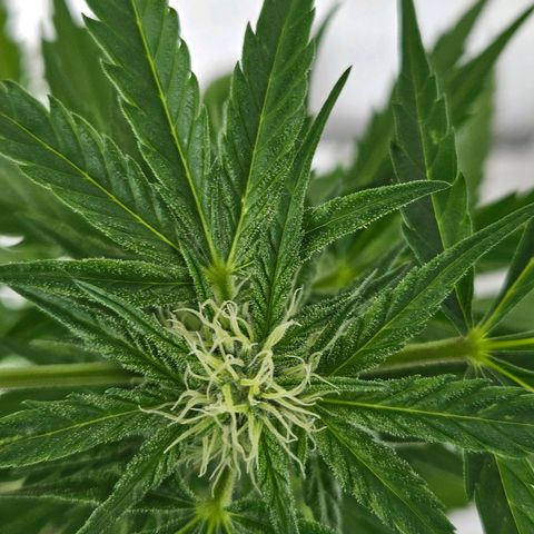 3x Apple Fritter Auto (RQS) growlog photo: Hanfreds Krone