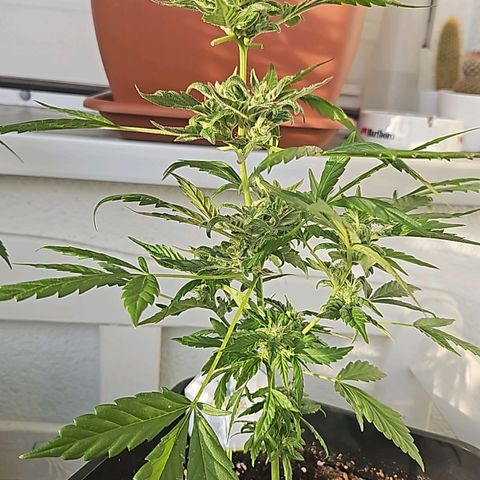 3x Apple Fritter Auto (RQS) growlog photo: Kiffany