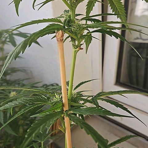 3x Apple Fritter Auto (RQS) growlog photo: Lars-Jochen