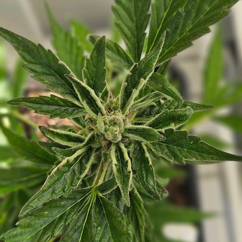 3x Apple Fritter Auto (RQS) growlog photo: Kiffany