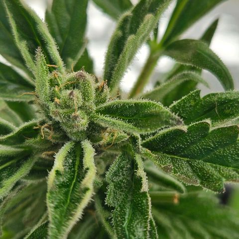 3x Apple Fritter Auto (RQS) growlog photo: Kiffany