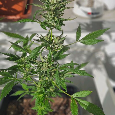 3x Apple Fritter Auto (RQS) growlog photo: Kiffany