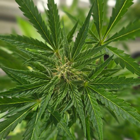 3x Apple Fritter Auto (RQS) growlog photo: Hanfred