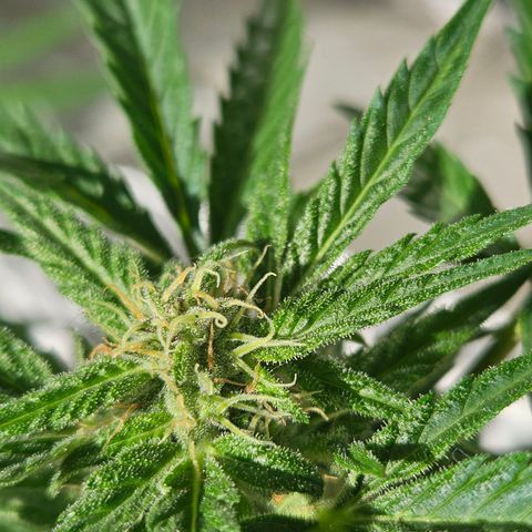 3x Apple Fritter Auto (RQS) growlog photo: Hanfred