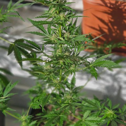 3x Apple Fritter Auto (RQS) growlog photo: Hanfred
