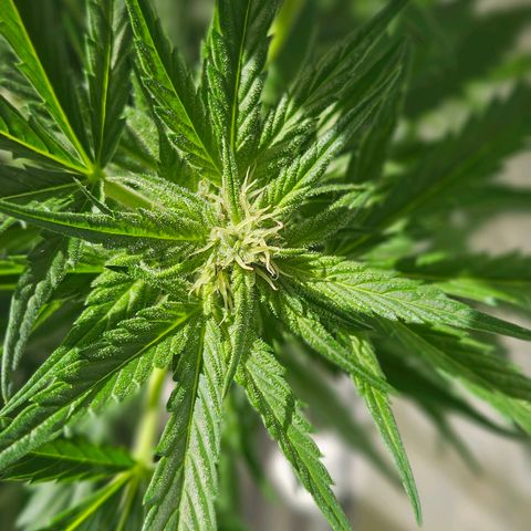 3x Apple Fritter Auto (RQS) growlog photo: Lars-Jochen