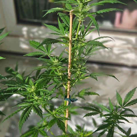 3x Apple Fritter Auto (RQS) growlog photo: Lars-Jochen