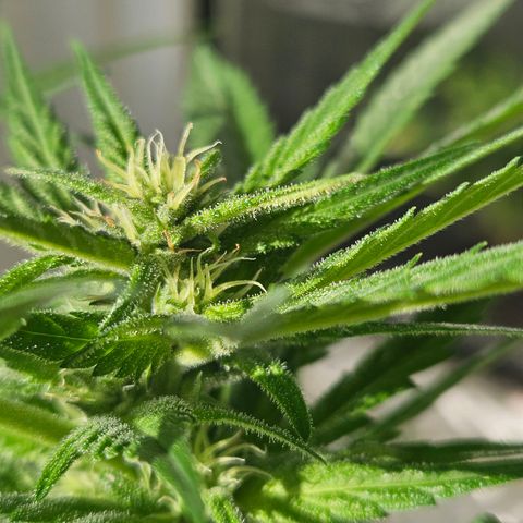 3x Apple Fritter Auto (RQS) growlog photo: Lars-Jochen