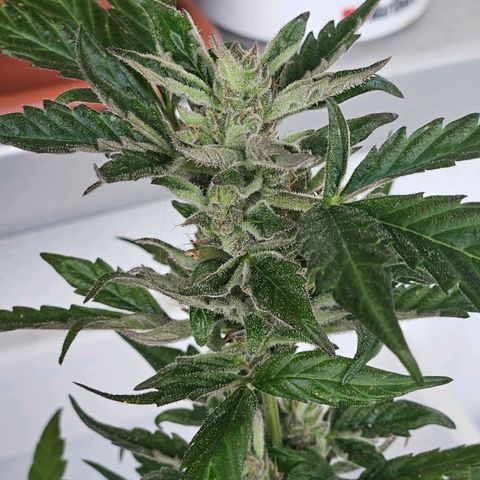 3x Apple Fritter Auto (RQS) growlog photo: Kiffany