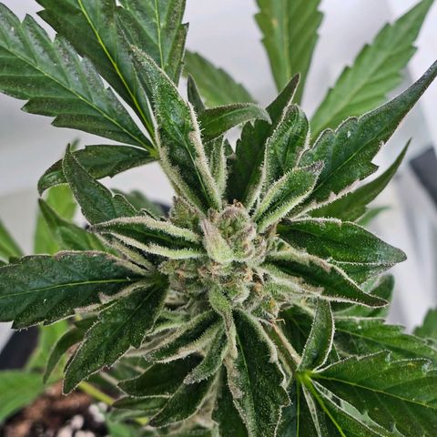 3x Apple Fritter Auto (RQS) growlog photo: Kiffany
