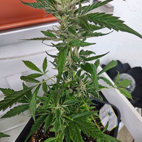 3x Apple Fritter Auto (RQS) growlog photo: Kiffany