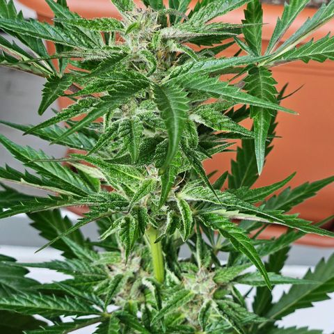 3x Apple Fritter Auto (RQS) growlog photo: Hanfred