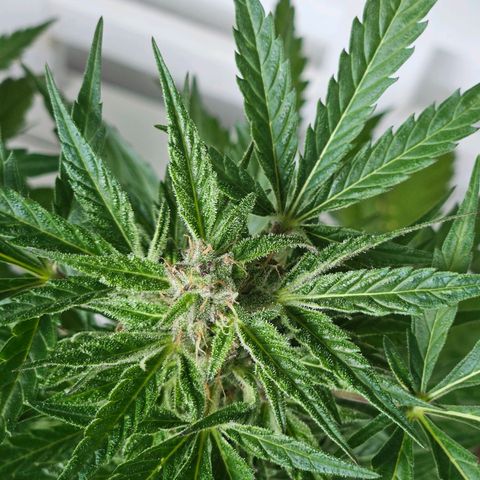 3x Apple Fritter Auto (RQS) growlog photo: Hanfred