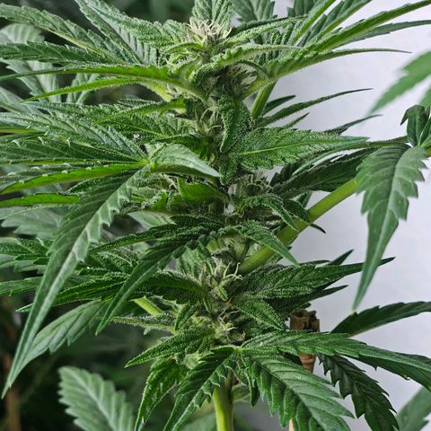 3x Apple Fritter Auto (RQS) growlog photo: Lars-Jochen
