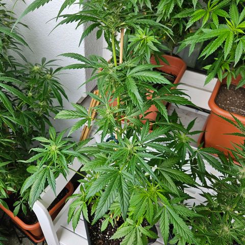 3x Apple Fritter Auto (RQS) growlog photo: Lars-Jochen