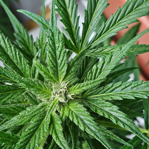 3x Apple Fritter Auto (RQS) growlog photo: Lars-Jochen