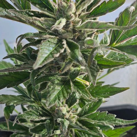 3x Apple Fritter Auto (RQS) growlog photo: Kiffany