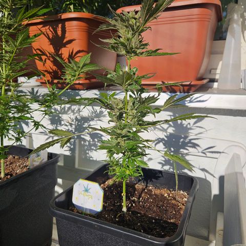 3x Apple Fritter Auto (RQS) growlog photo: Kiffany