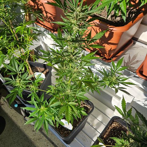 3x Apple Fritter Auto (RQS) growlog photo: Hanfred