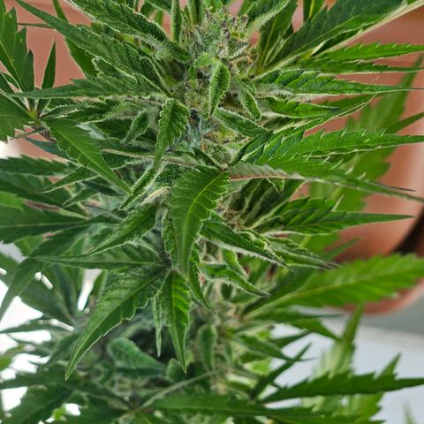 3x Apple Fritter Auto (RQS) growlog photo: Hanfred