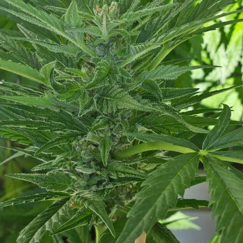 3x Apple Fritter Auto (RQS) growlog photo: Lars-Jochen