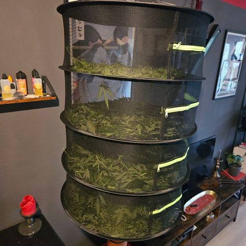 3x Apple Fritter Auto (RQS) growlog photo: Zum Trocknen aufgehangen bei 52% Luftfeuchte.
Kleine Triebe und Knospen sowie Pflanzenreste und Blattwerk trocknen im Netz.