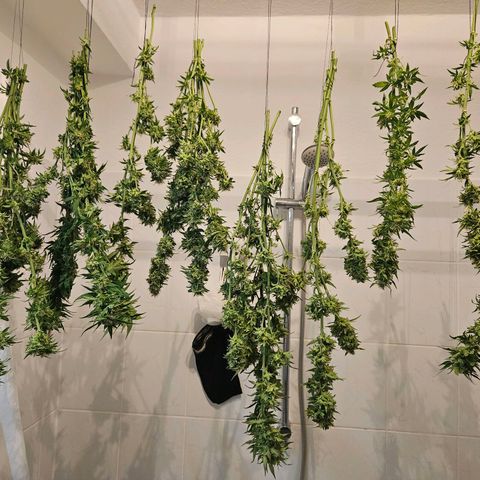 3x Apple Fritter Auto (RQS) growlog photo: Zum Trocknen aufgehangen bei 52% Luftfeuchte.
Kleine Triebe und Knospen sowie Pflanzenreste und Blattwerk trocknen im Netz.