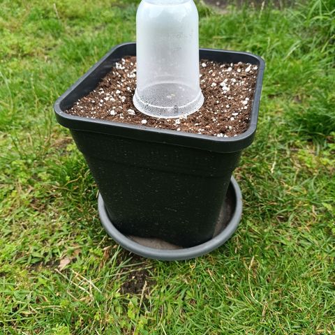 Purple Haze Automatic #1 growlog photo: Heute hat die Junge Dame das Licht der Welt erblickt.