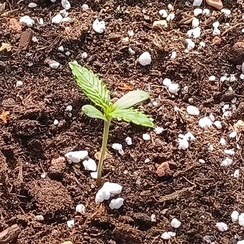 Purple Haze Automatic #1 growlog photo: Die Vegi setzt langsam ein.