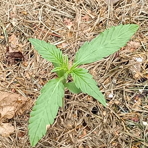 Purple Haze Automatic #1 growlog timeline photo