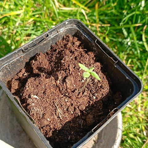 Special Queen #1 growlog timeline photo