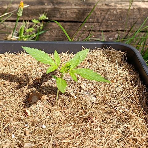 Purple Haze Automatic #1 growlog timeline photo