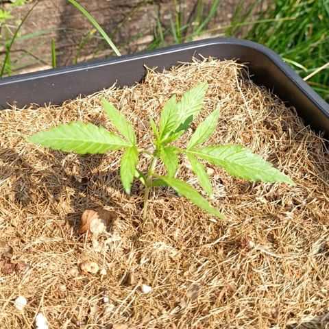 Purple Haze Automatic #1 growlog timeline photo