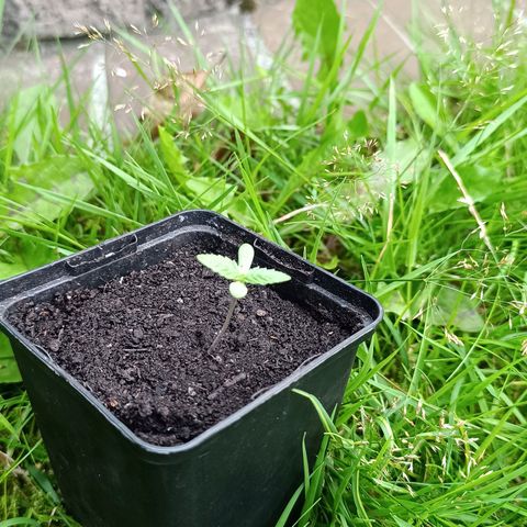 Special Queen #1 growlog timeline photo