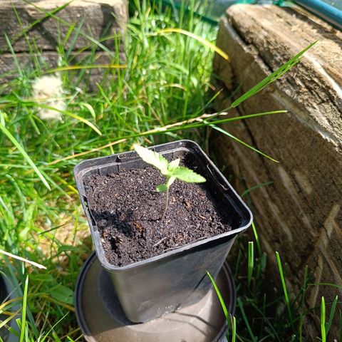 Special Queen #1 growlog timeline photo