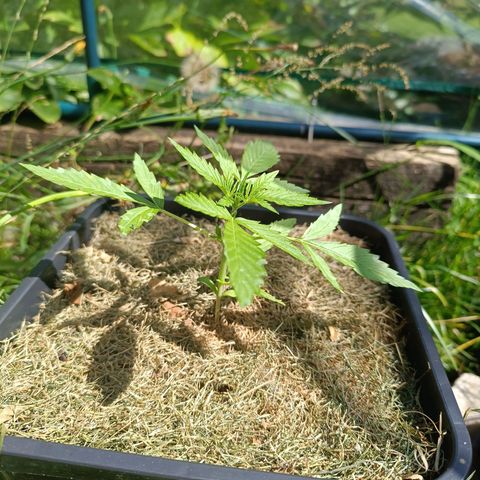 Purple Haze Automatic #1 growlog timeline photo