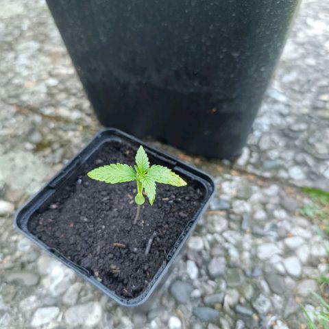 Special Queen #1 growlog timeline photo
