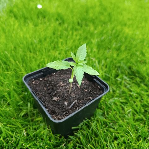 Special Queen #1 growlog timeline photo