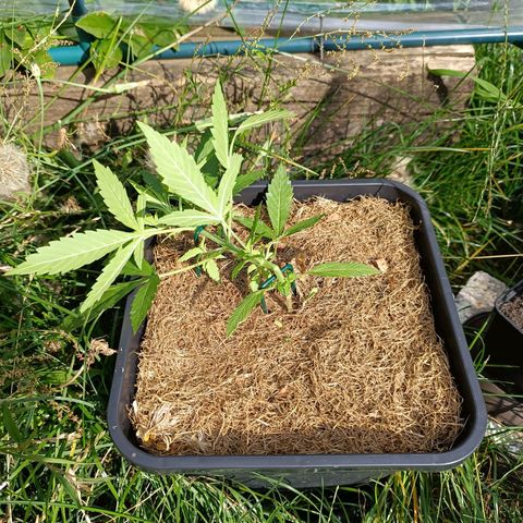 Purple Haze Automatic #1 growlog timeline photo