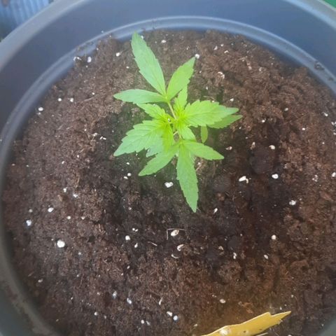 Michael & Jimmy - BCN Critical XXL growlog timeline photo