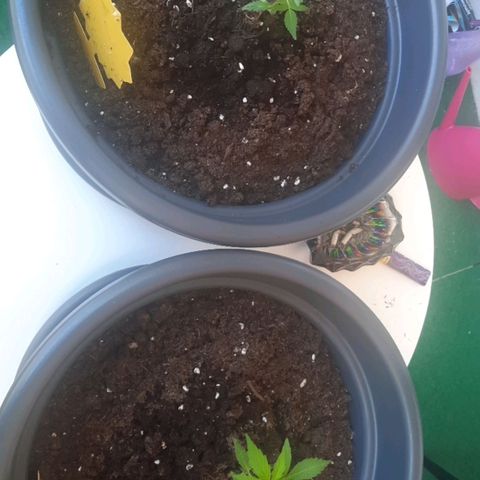 Michael & Jimmy - BCN Critical XXL growlog timeline photo
