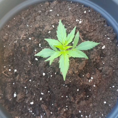 Michael & Jimmy - BCN Critical XXL growlog timeline photo